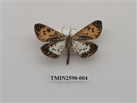 藏品(尺蛾103)的圖片